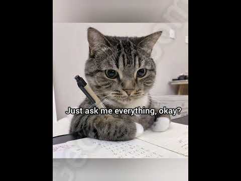 Ask me everything #cat #funny #fyp #meme #georgieebom