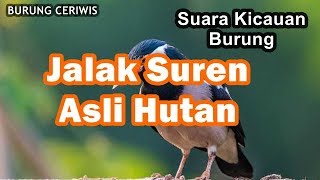 Download lagu Suara Kicauan Burung Jalak Suren, Uren Asli Alam Liar Bebas Free mp3