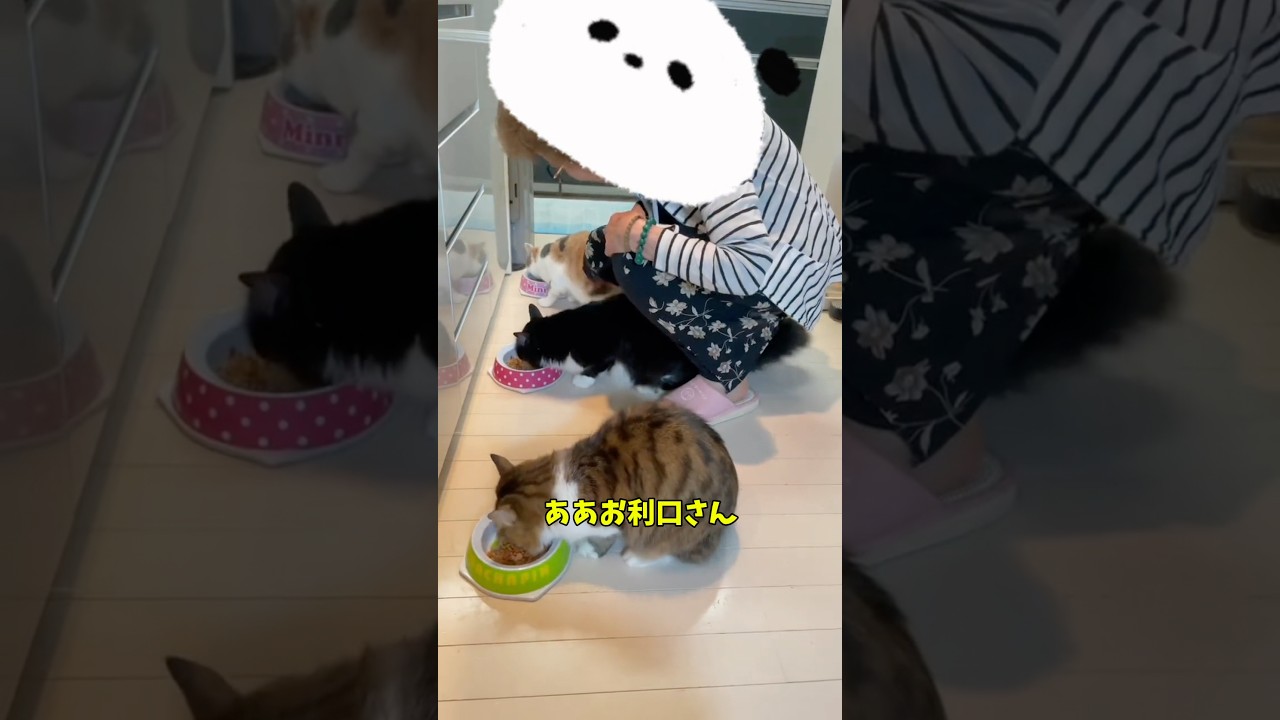 実家帰ったらおばあちゃんが猫使いになっていた🐱#猫 #猫のいる暮らし #cat