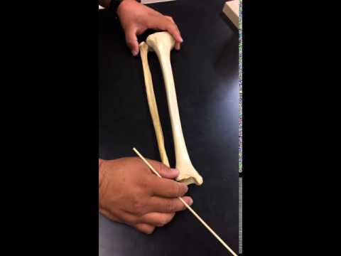 Tibia Fibula Bones
