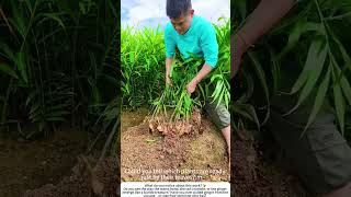 Pulling Ginger – A Harvest of Warmth Hidden Beneath the Soil 🌱🧑‍🌾