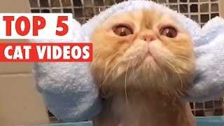 animale fazele saptamanii cu pisici