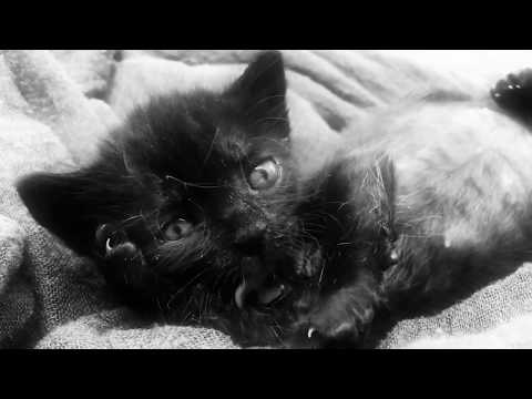 Anton Serra - Confortable ( prod : Oster Lapwass )