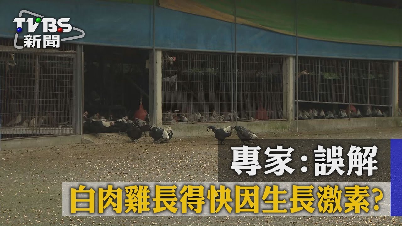 白肉雞長得快因生長激素？　專家：誤解