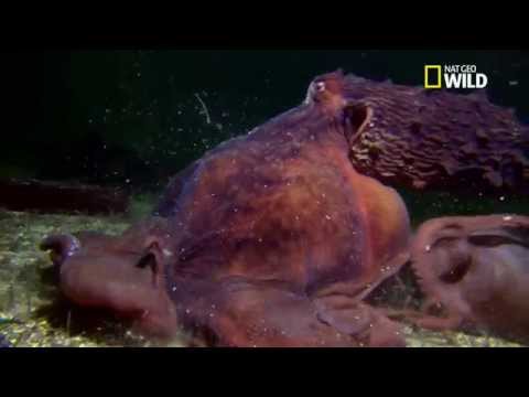 La pieuvre géante du Pacifique, titan des mers