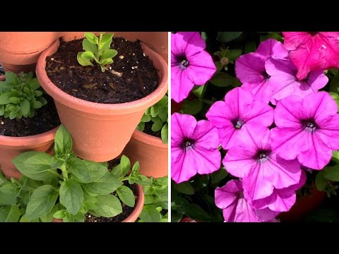 Explosive Ember Pepper Growing From Seedling Through The Summer