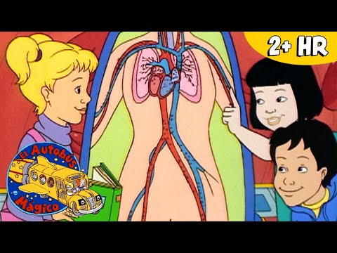 El Cuerpo Humano! | Curiosidades de la Biología | El Autobus Mágico | Scholastic Kids en Español