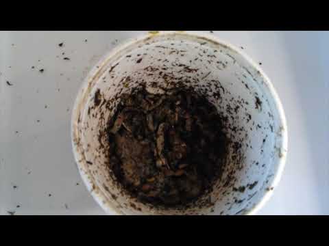 Week 2: Why the Red Wiggler Bait Isn't Working