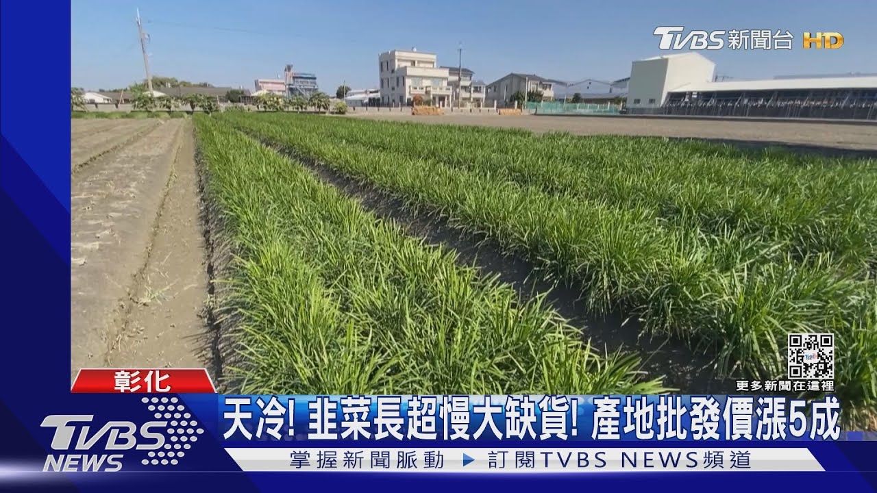 天冷!韭菜長超慢大缺貨 產地批發價漲5成
