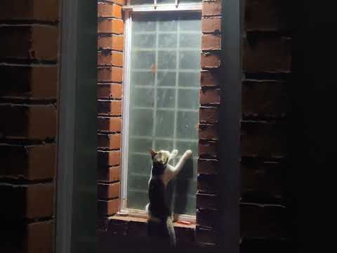 Poppys Hunt - Jyothis