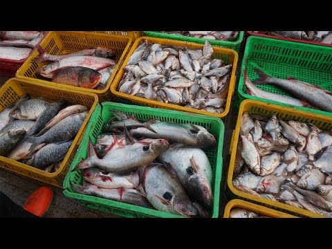 Amazing Site Selling Fish & SeaFood @Chhbar Ampov Bridge - Morning Fish Market Scene in Chhbar Ampov