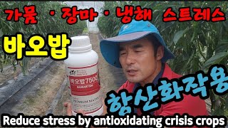 가뭄 장마 냉해로 농작물이 스트레스 받았다면 보세요. Reduce stress by antioxidating…