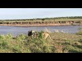 Lioness Kill A Young Wildebeest During River Crossing