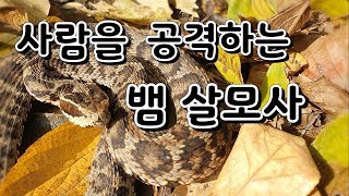 무시무시한 살모사 공격