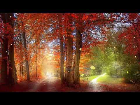 Relaxing Piano Music 🍀 Soft Piano Music 🍀 Piano Music For Stress Relief 🍀 Meditation Piano Music