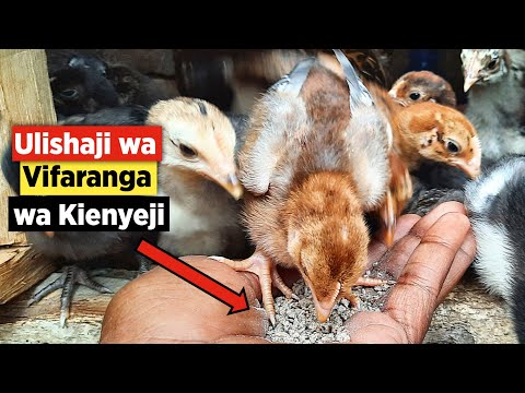 , title : 'Jinsi ya Kuwalisha Kuku wa Kienyeji Wakuwe Haraka'
