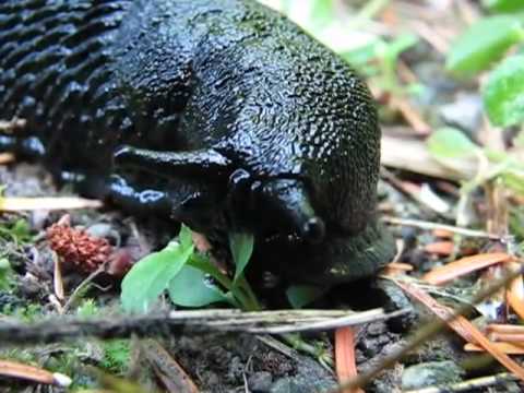 black slug