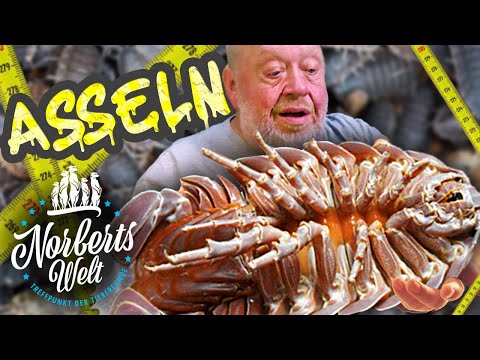 GIANT ISOELS eat SHARKS | NORBERT'S WORLD | Zoo Zajac | TREND ANIMAL ISOELS