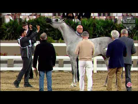 N 151 AZZAM AL KHASHAB   10th Kuwait International Championship 2023   Colts 2 Years Old Class 4A