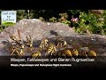 Wespen Honigbienen Und Feldwespen Flugmanöver Wasps Honeybees And Paperwasps Flight Maneuvers