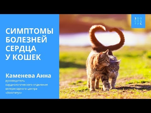 Симптомы болезни сердца у кошек