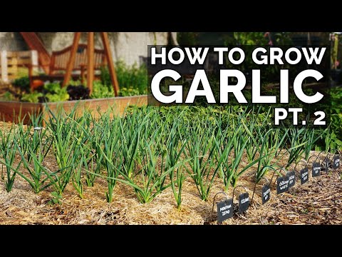 , title : 'How to Grow Garlic (Part 2) | Water, Fertilizing, Pests & Diseases'
