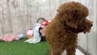 トイプードルの動画01