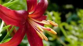 With Love by Gary Moore (Art by JJM)