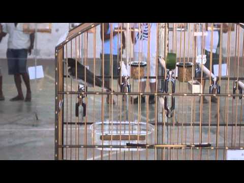 Coleiro de Torneio BRUTO