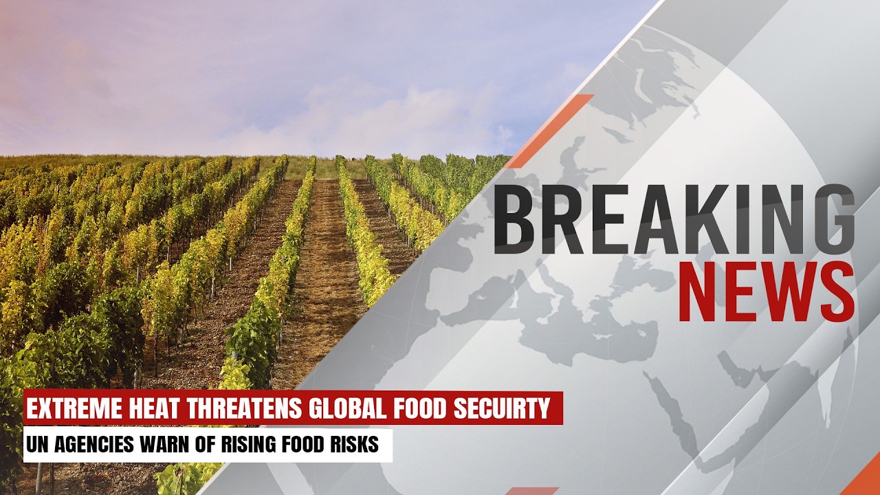 Extreme Heat Threatens Global Food Security | Breaking News | Express247