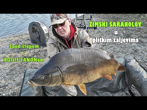 Brza prihrana BOILIE CANONom + SPODiranje kao SIGNAL - Šaranolov u ledenoj vodi / VSP_Igor Pavičić