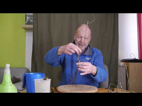 Yamadori Resteverwertung Laubbäume