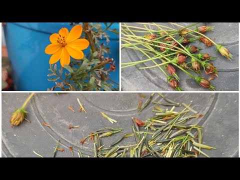 How to collect cosmos flower seeds and how to store | Sheeba Vlogs
