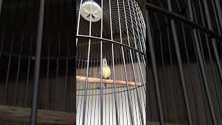 Download lagu Konin trotol, isian kenari mp3 Download lagu Konin trotol, isian kenari mp3