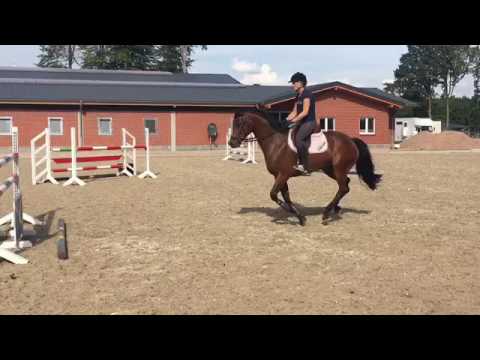 Canturano x Contendro