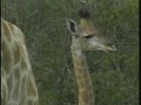 Female Giraffe & Little One