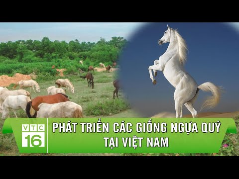 , title : 'Phát triển các giống ngựa quý tại Việt Nam | Điểm hẹn khoa học VTC16'