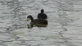 Rodzinka czarnych kaczek na jeziorze Pile - Borne Sulinowo