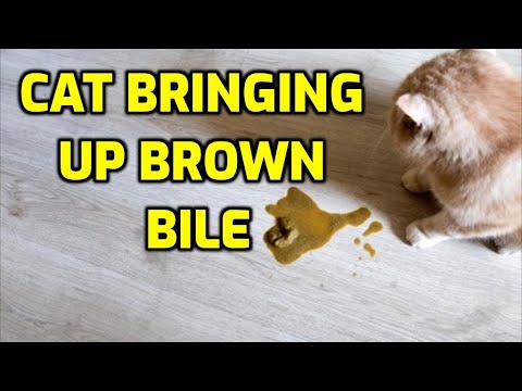 Why Is My Cat Vomiting A Brown Liquid?