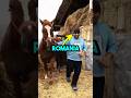 Gypsies Do NOT Come From Romania