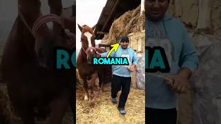 Gypsies Do NOT Come From Romania