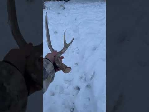 Right in the trail! #country #deerhunter #deerhunting #deer #hunting #deerhunt #huntinggame #wildlif