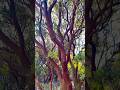 The sacred manzanita tree. #summersolstice #nature #plants #manzanita #earth