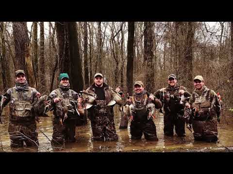 Backwater Mallards in the Kentucky Timber