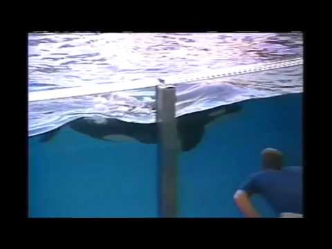 Katina giving birth to Kalina 2