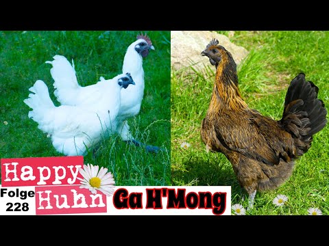 Ga H'Mong Hühner - Eine besondere Hühnerrasse aus Vietnam im Rasseportrait bei HAPPY HUHN E 228