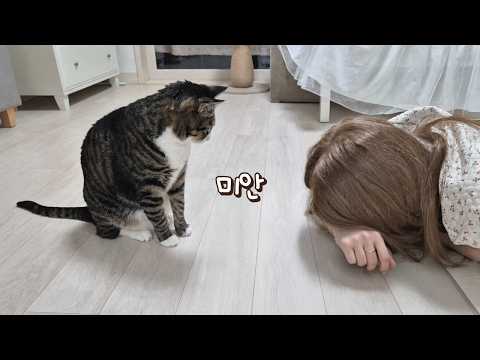 고양이랑 싸우고 삐져서 방에 누워있었는데... 나 감동ㅠ