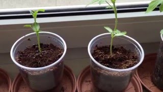 Wassermelonen anbauen. #Part 8# Die Mexikanische Mini Melonen wachsen gut