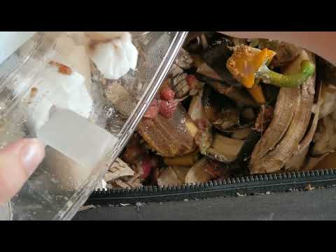 Vermicomposting Outdoors - Urban Worm Bag v2 Feeding - Day 275 - Non Frozen Food Feeding