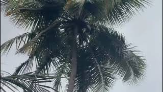  Agricultural Land for Sale in Srivilliputhur, Virudhunagar